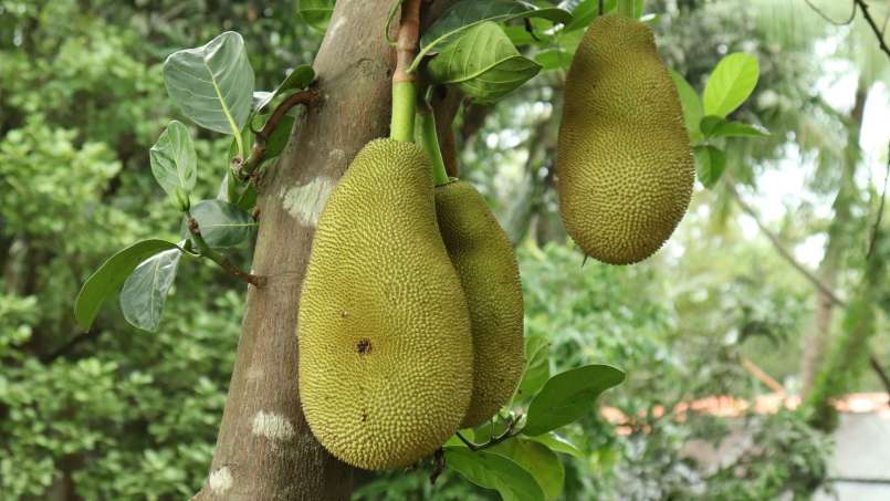 Exotische vruchten en hun voordelen voor de gezondheid, foto 5