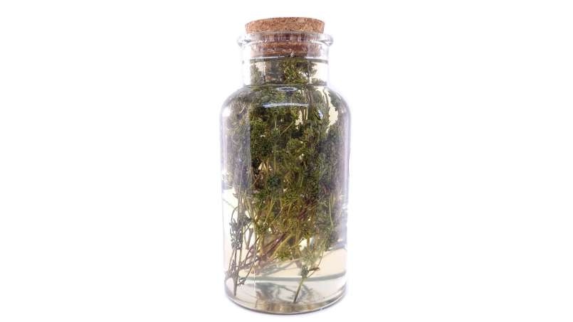 Tijm maceraat met honing, foto 3