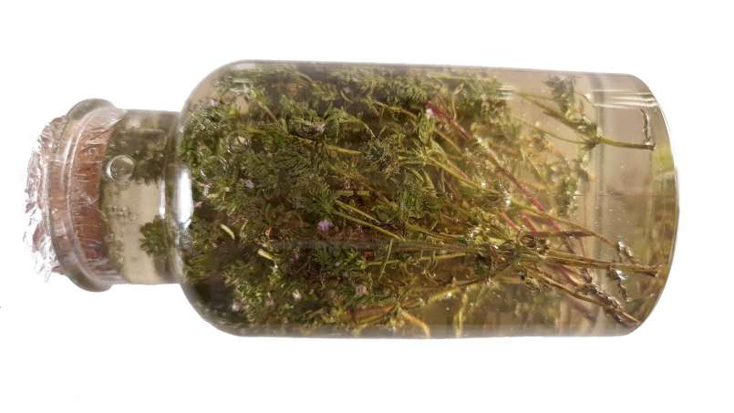 Tijm maceraat met honing, foto 5