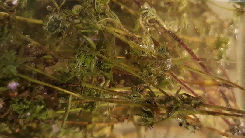 Tijm maceraat met honing, foto 8