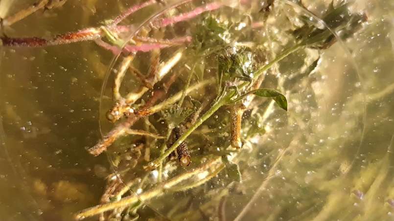 Tijm maceraat met honing, foto 9