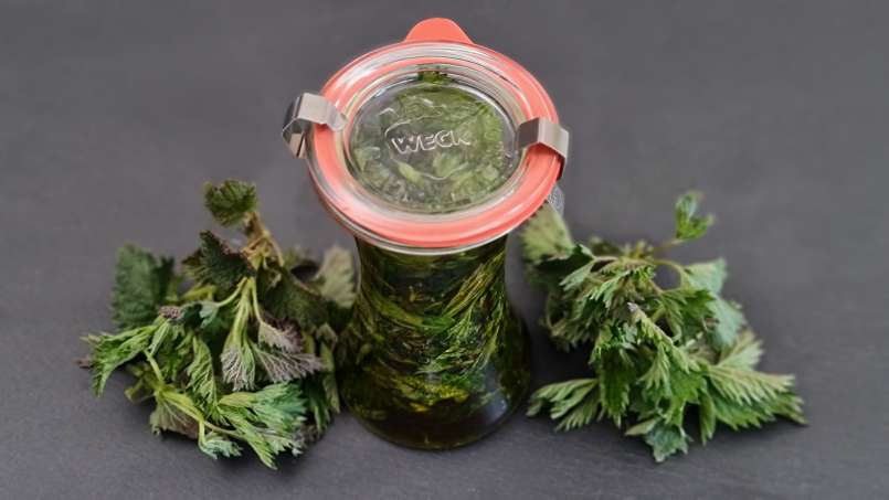 Brandnetelolie verkregen door overheveling, foto 3