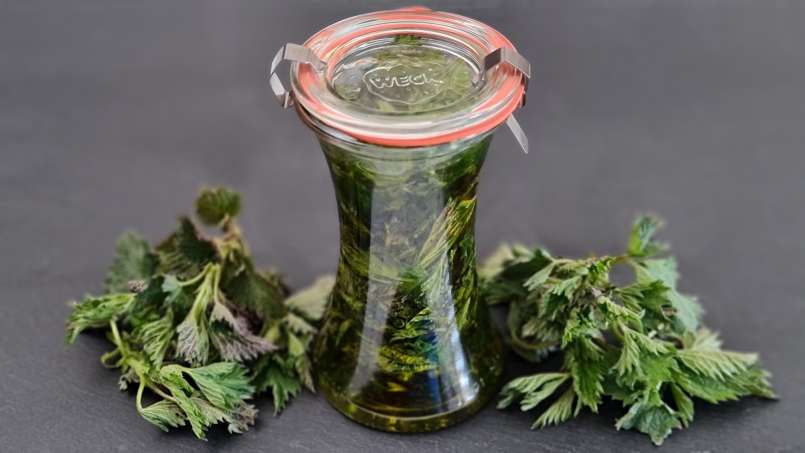 Brandnetelolie verkregen door overheveling, foto 4