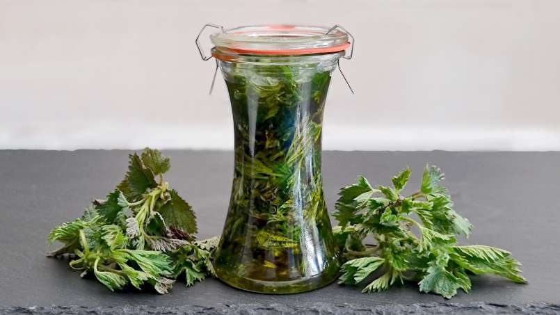 Brandnetelolie verkregen door overheveling, foto 5