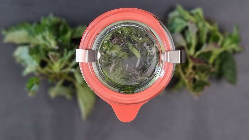 Brandnetelolie verkregen door overheveling, foto 6