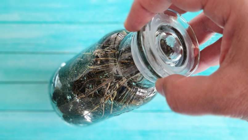 Tinctuur van tijm, foto 4