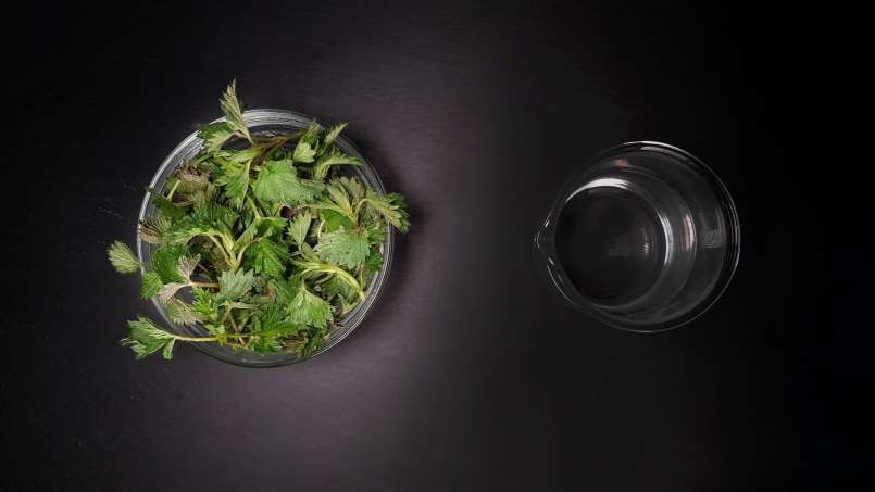 Brandneteltinctuur, foto 1